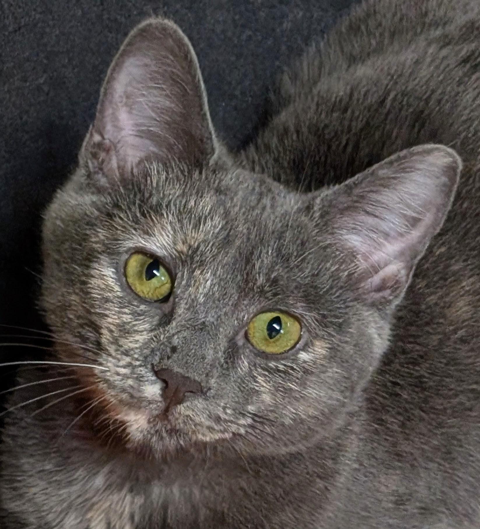 Dusty, a Adoptable Dilute Calico in San Diego, CA image 3/3