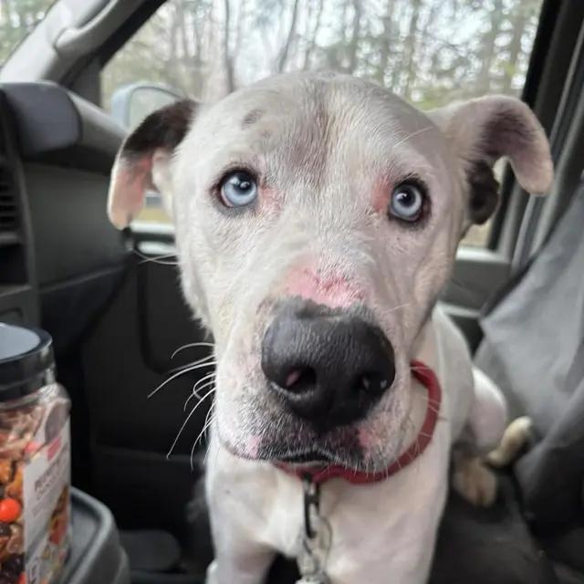 Duke, a ADOPTABLE Mixed Breed in Chugiak, AK image 2/3