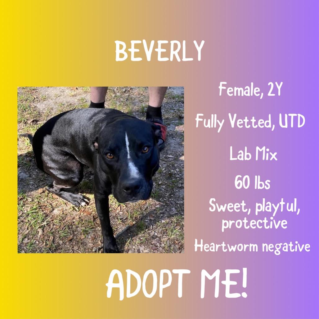 Enlarge Beverly, a Adoptable mixed breed in Irvington, AL image 2/3
