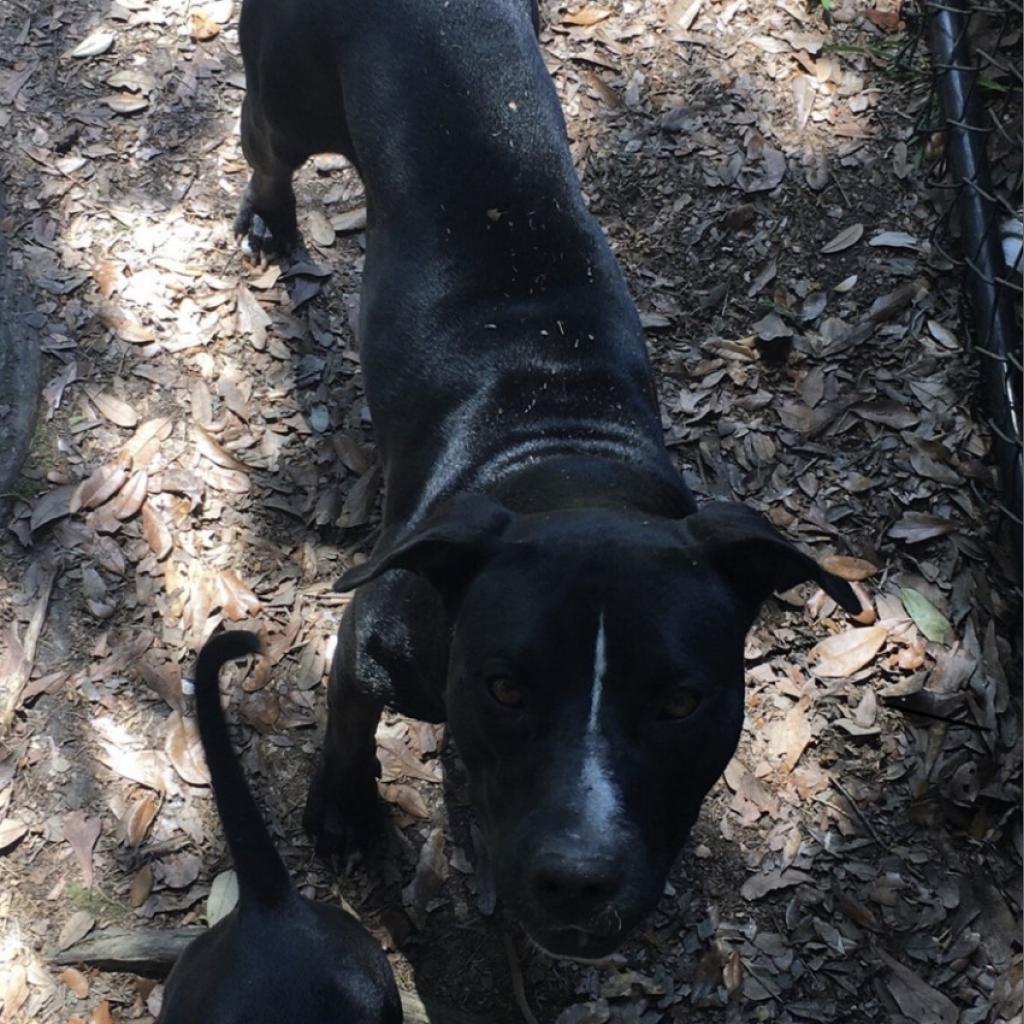 Enlarge Beverly, a Adoptable mixed breed in Irvington, AL image 3/3