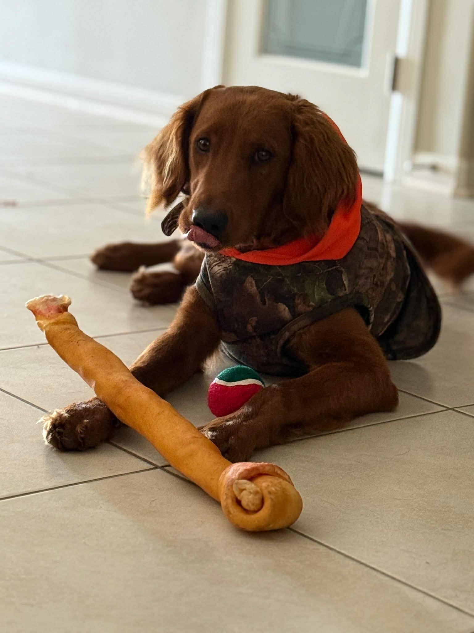 Charlie, adopted, Adult Male Golden Retriever.