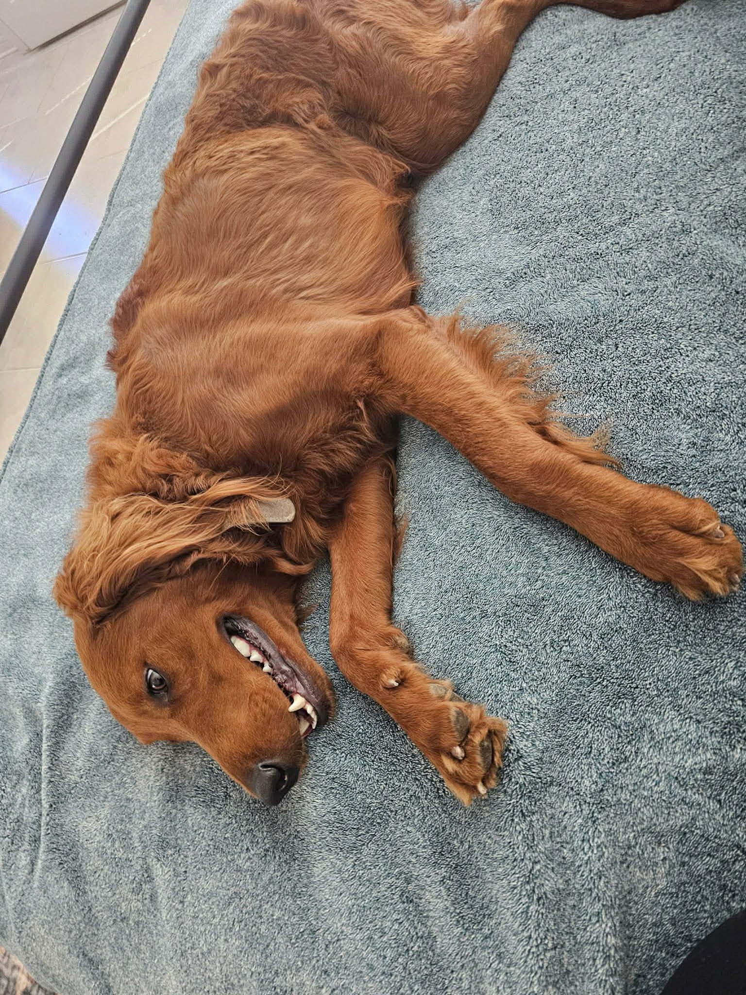 Enlarge Charlie, an adopted Golden Retriever in Boise, ID image 3/5