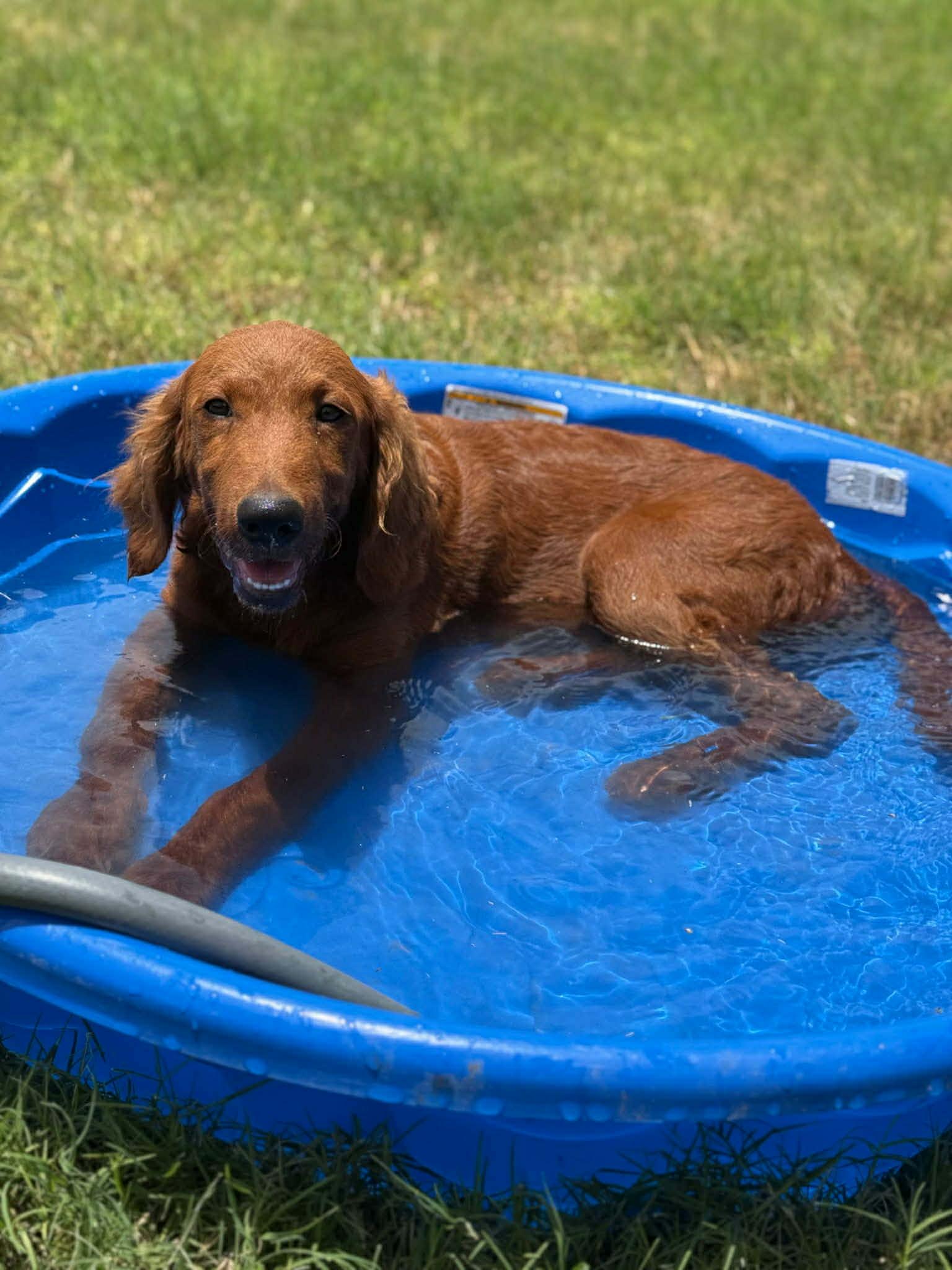 Enlarge Charlie, an adopted Golden Retriever in Boise, ID image 4/5