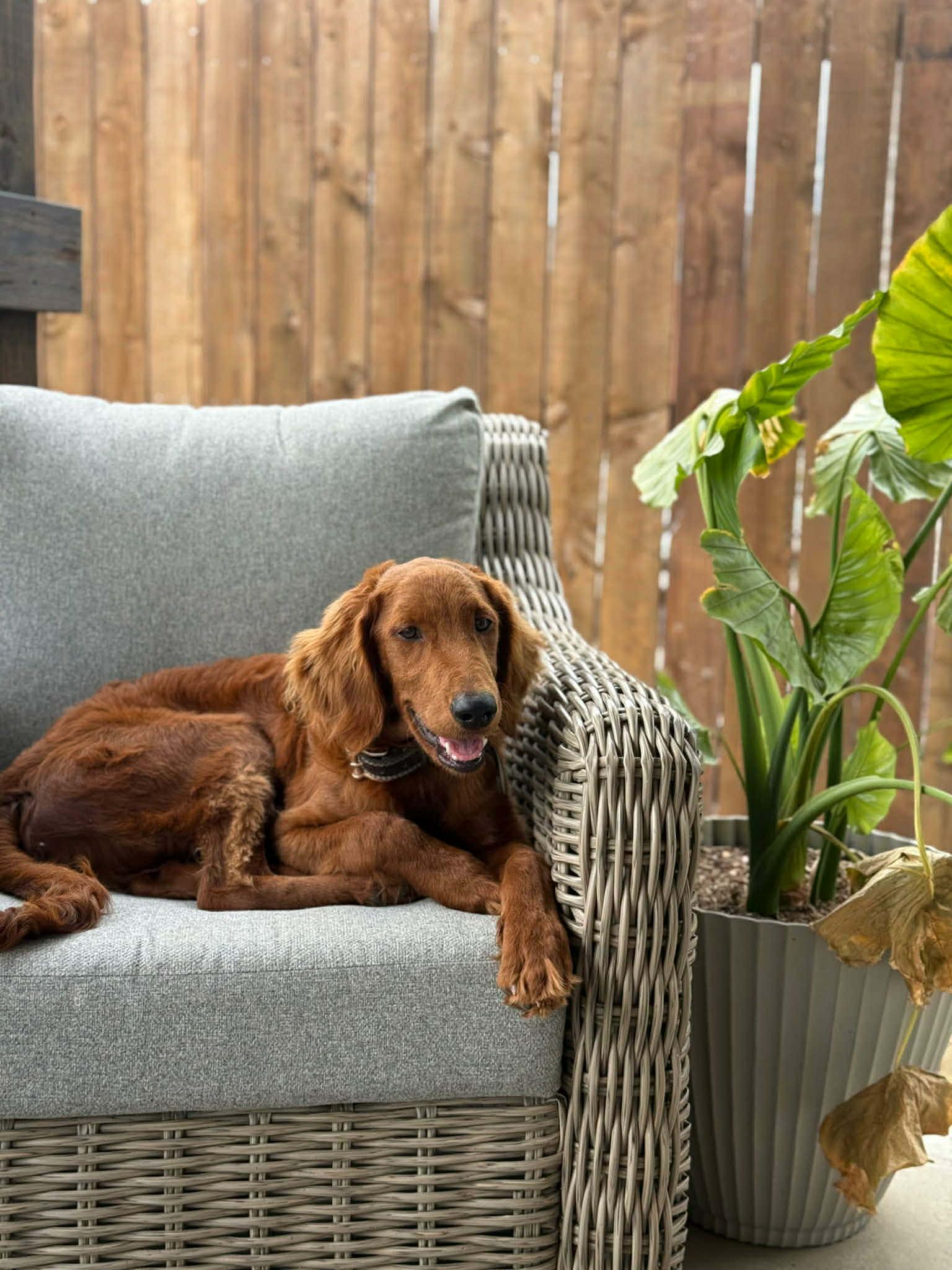 Enlarge Charlie, an adopted Golden Retriever in Boise, ID image 5/5