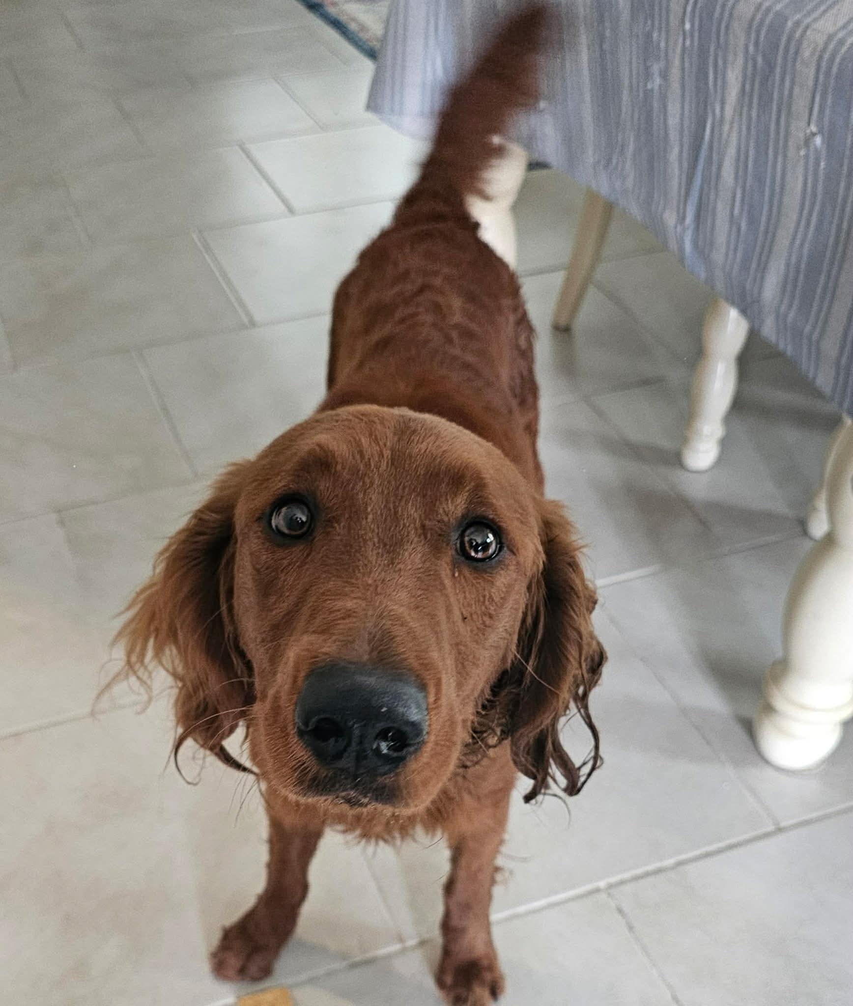 Enlarge Charlie, an adopted Golden Retriever in Boise, ID image 2/5