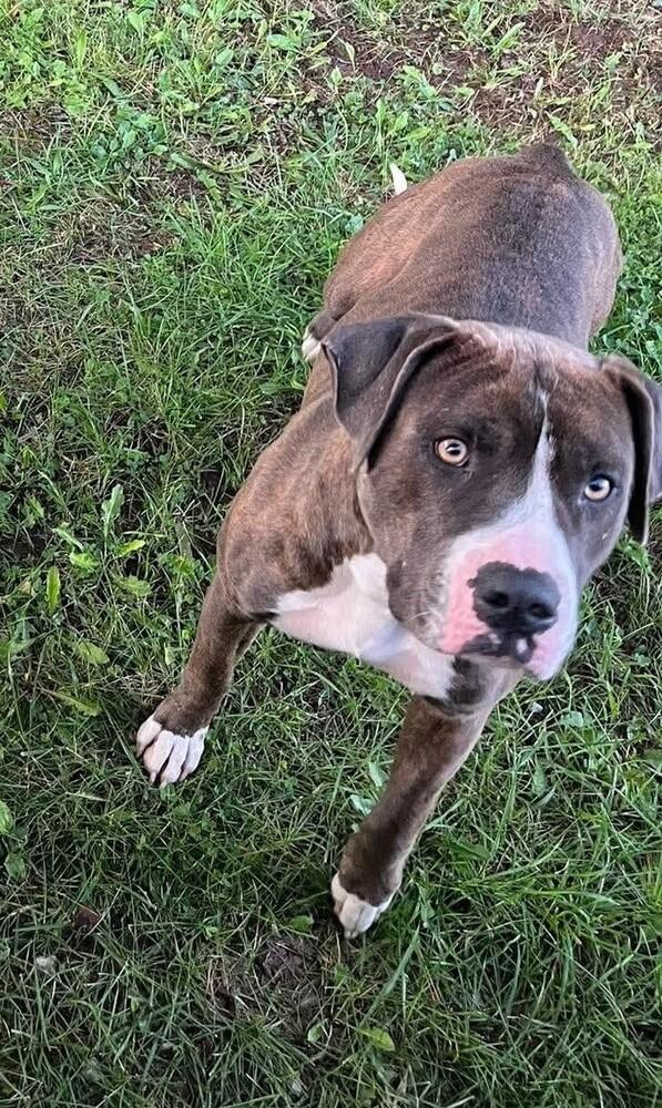 Boulder #209, Adoptable, Adult Male Pit Bull Terrier.