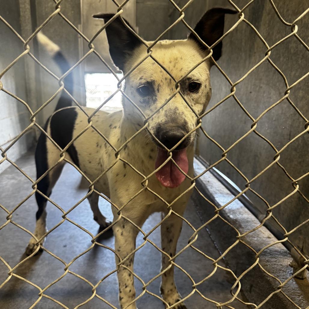 SASSY, Adoptable, Young Female Pit Bull Terrier.