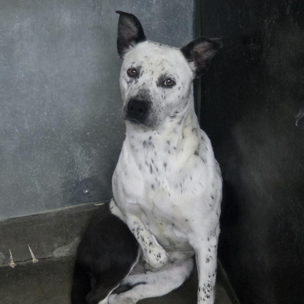 Enlarge SASSY, a Adoptable Pit Bull Terrier in Carlin, NV image 2/2