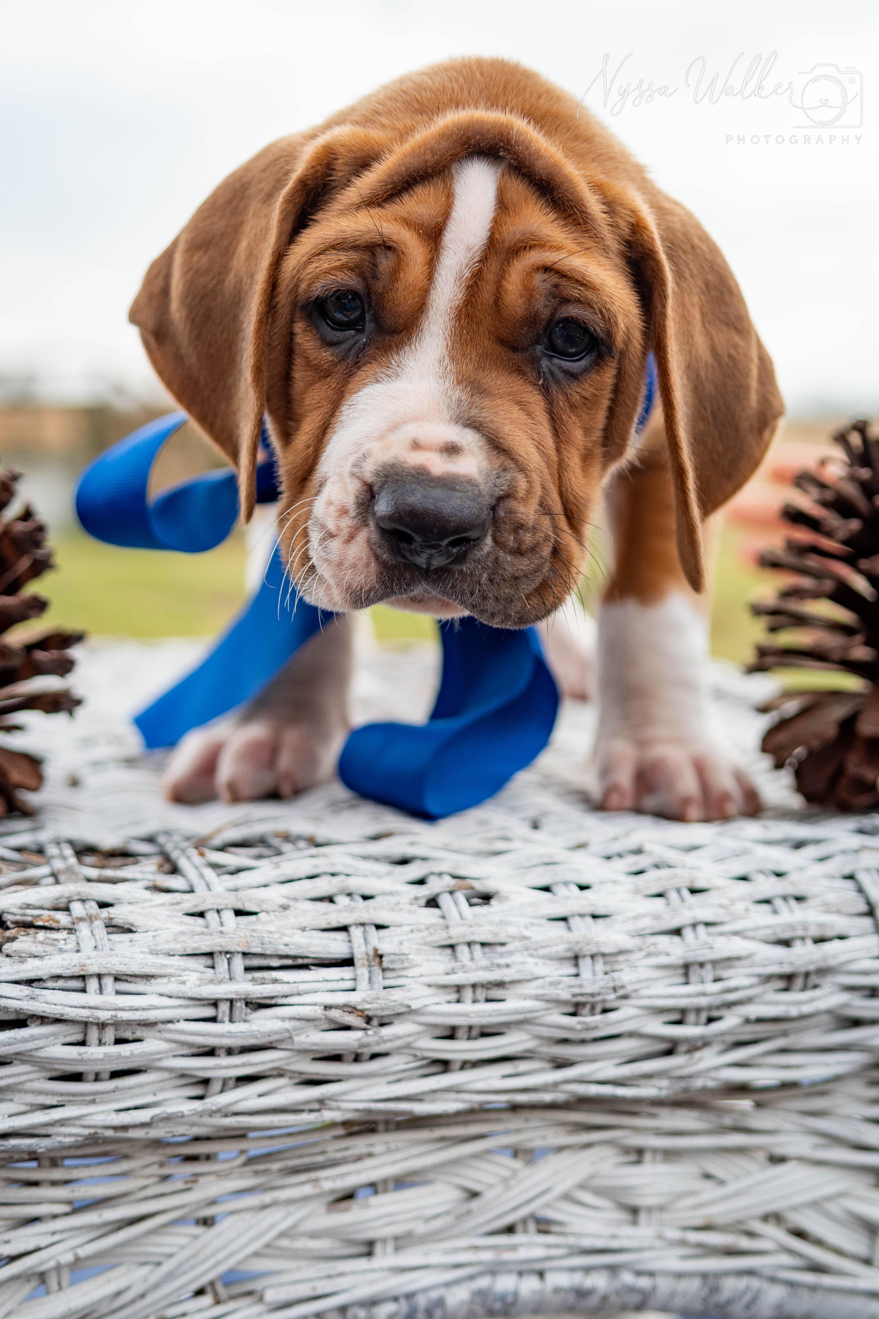 Enlarge Hickory (Male), a Adoptable English Coonhound in TULSA, OK image 1/6