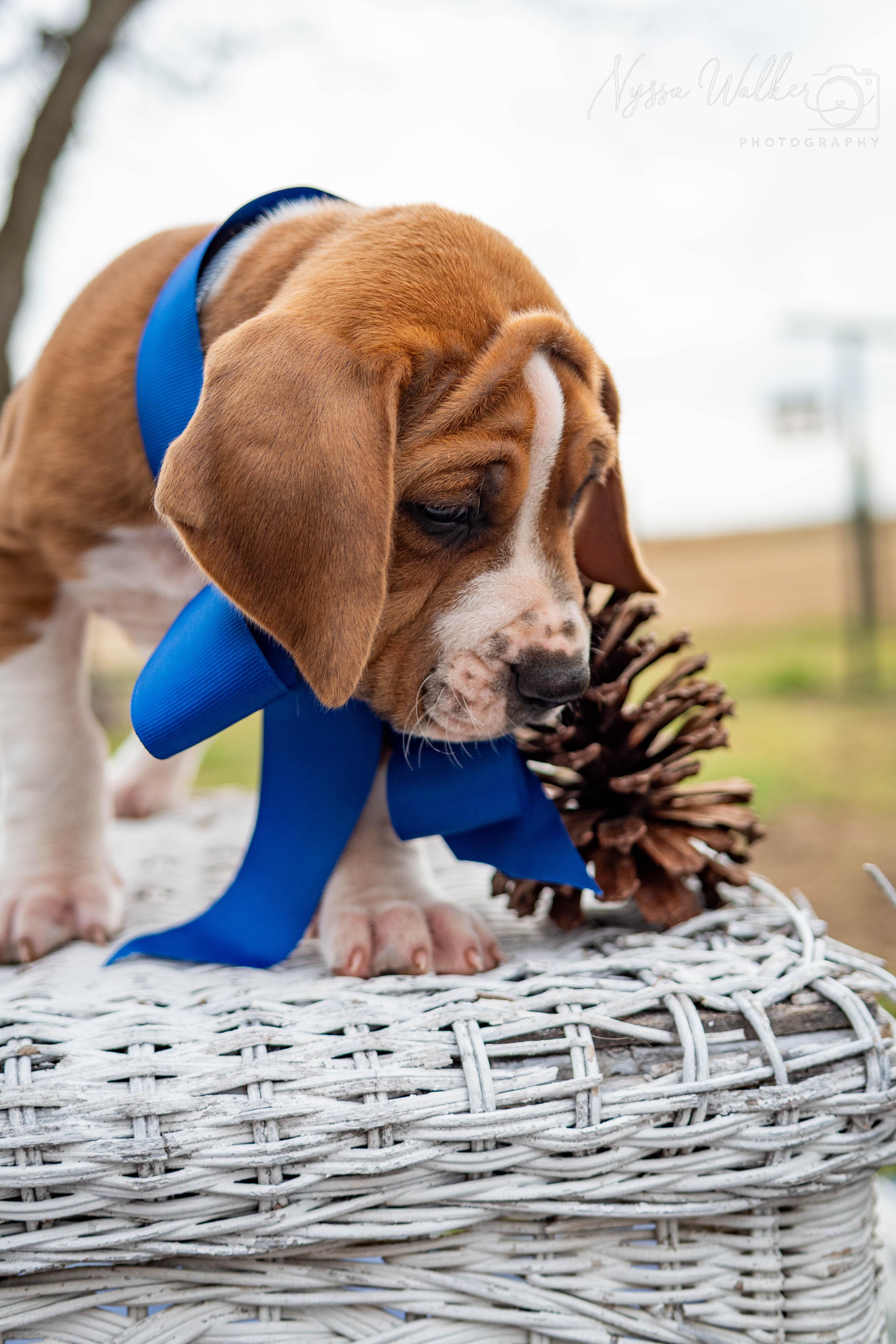 Enlarge Hickory (Male), a Adoptable English Coonhound in TULSA, OK image 5/6