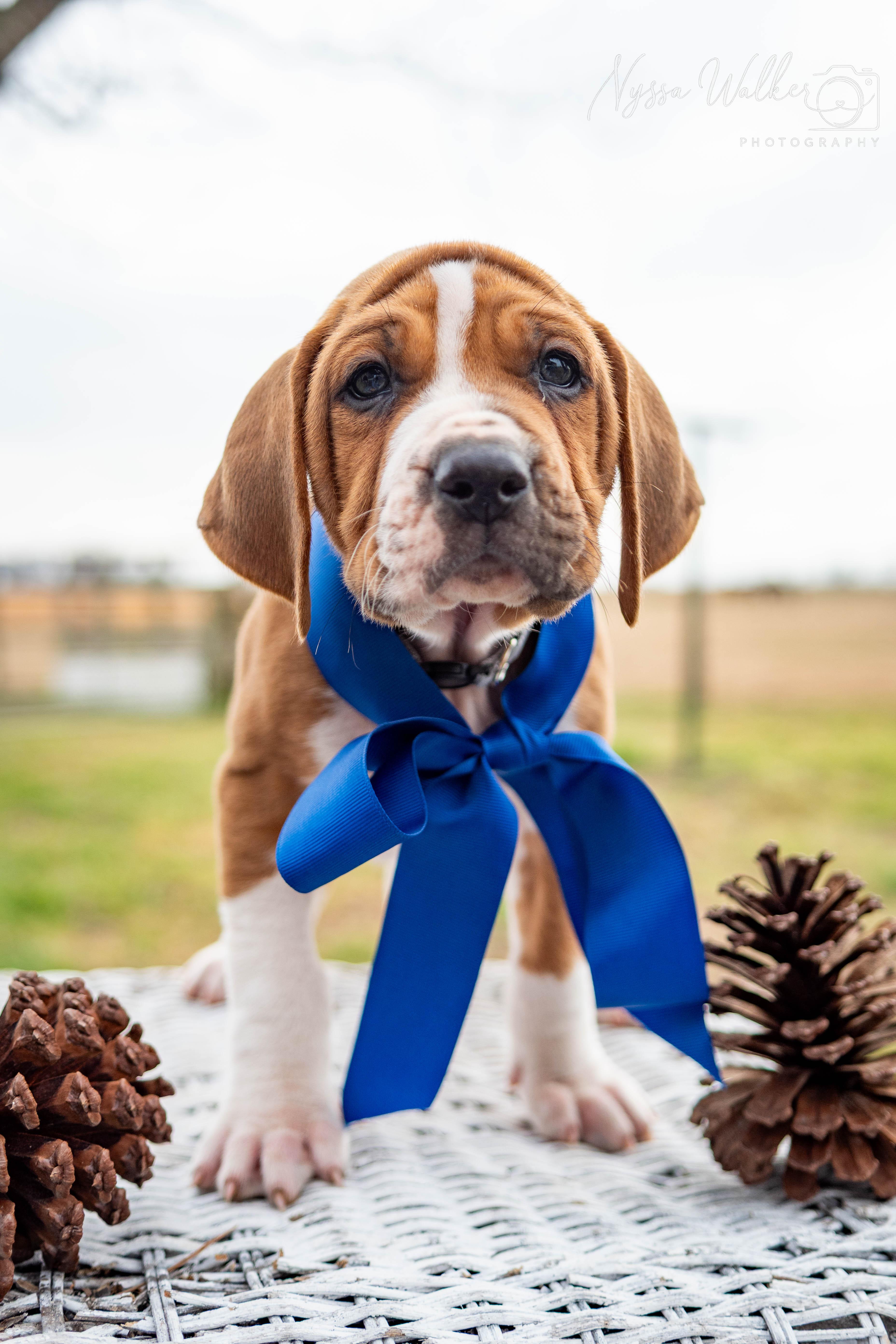 Enlarge Hickory (Male), a Adoptable English Coonhound in TULSA, OK image 2/6