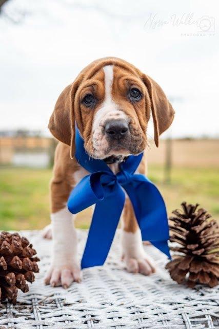 Enlarge Hickory (Male), a Adoptable English Coonhound in TULSA, OK image 3/6