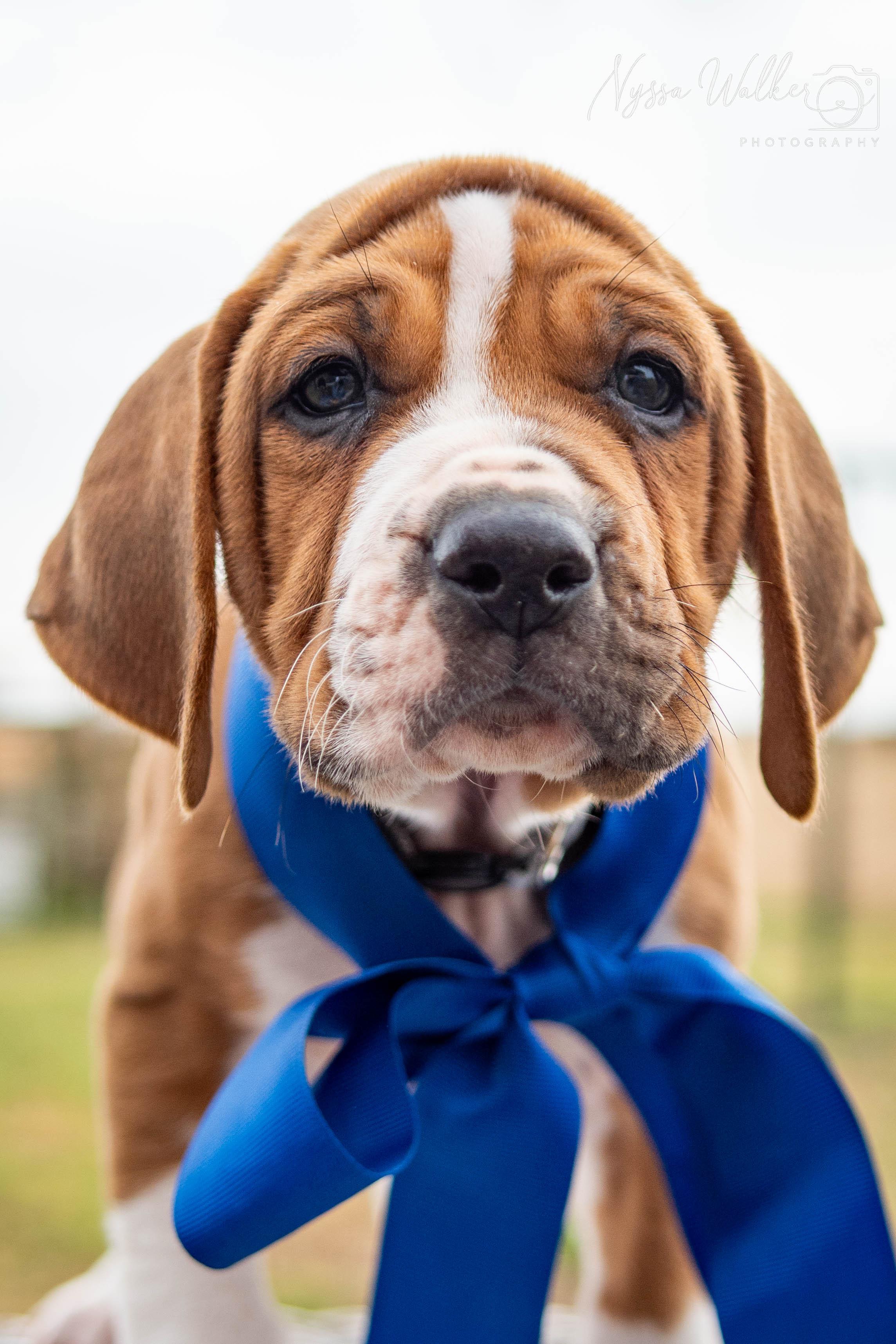 Enlarge Hickory (Male), a Adoptable English Coonhound in TULSA, OK image 6/6