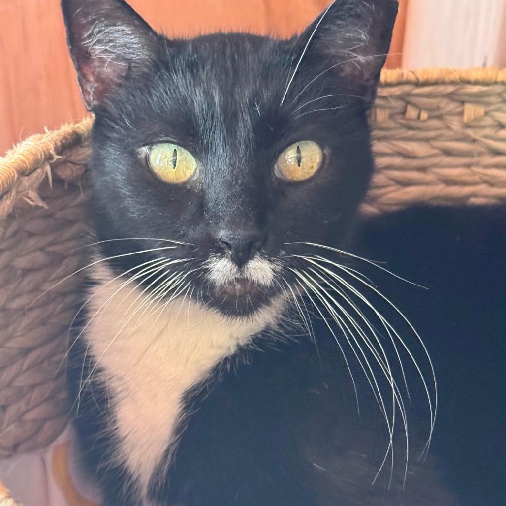 Enlarge Dorothy, a Adoptable Domestic Short Hair in Brea, CA image 1/1