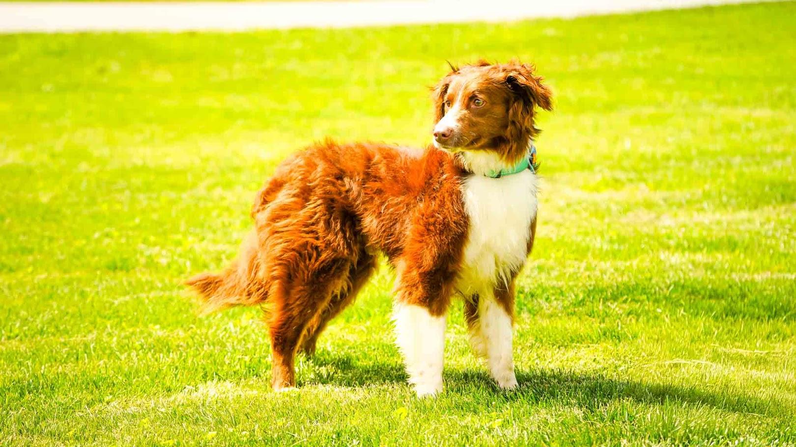 Enlarge Buddy, an adopted mixed breed in Kenton, OH image 1/2