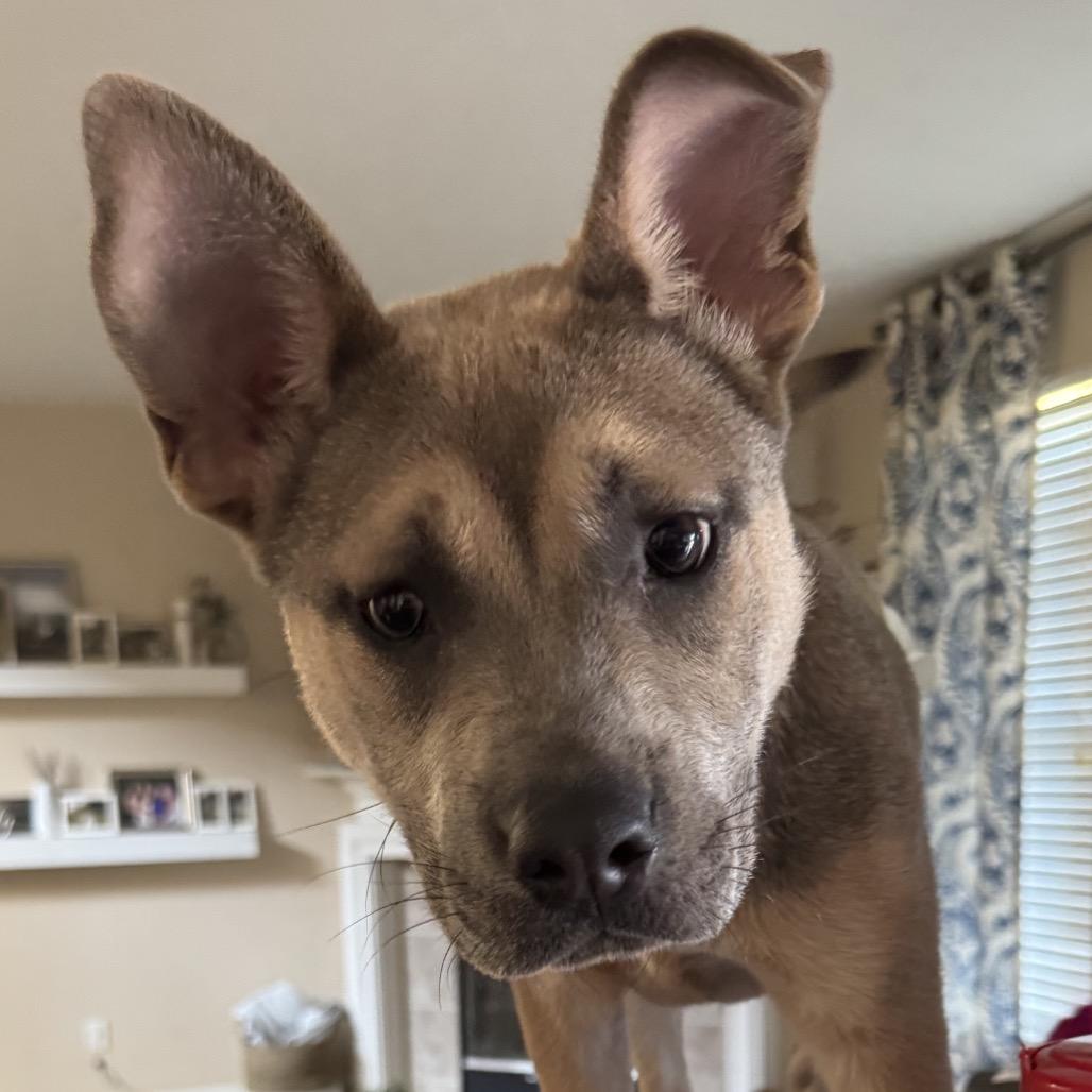 Enlarge Rogue - lt purple, a Adoptable Mixed Breed in Greenfield, IN image 1/2