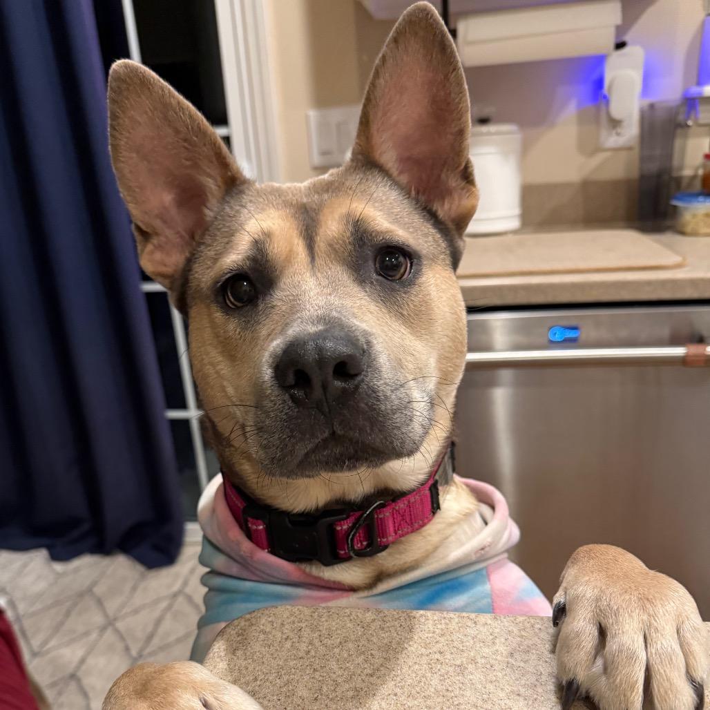 Enlarge Rogue, a Adoptable Mixed Breed in Greenfield, IN image 2/5