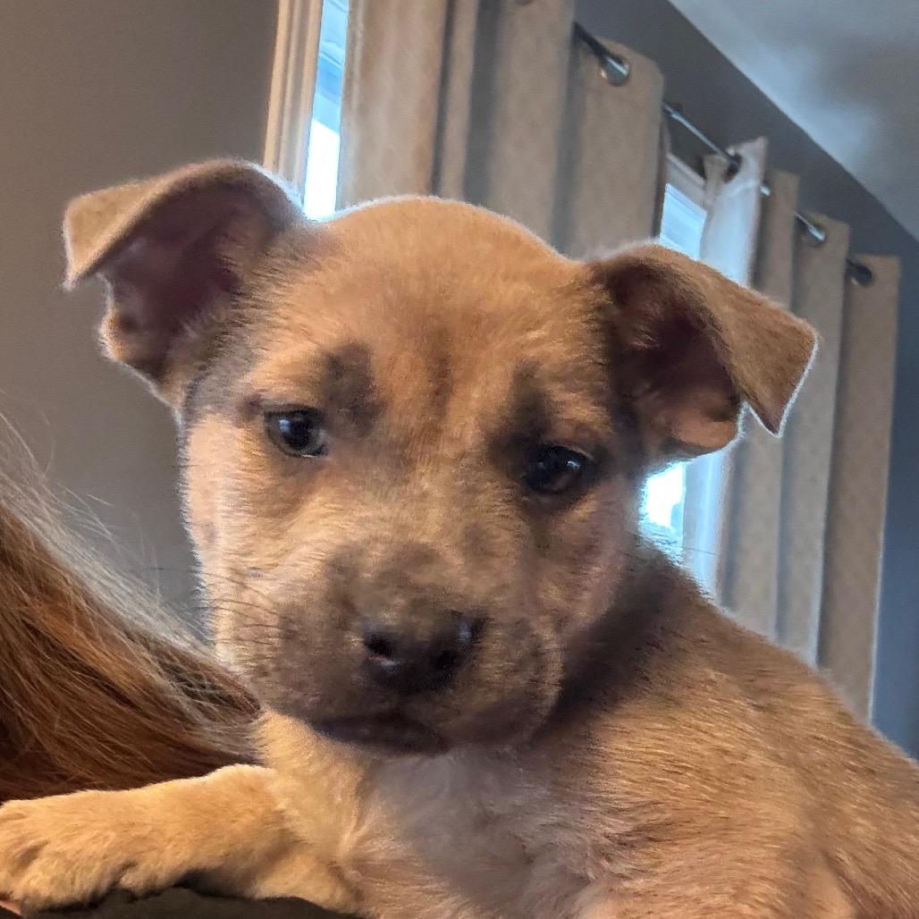 Enlarge Rogue - lt purple, a Adoptable Mixed Breed in Greenfield, IN image 2/2