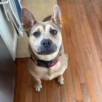 Enlarge Rogue, a Adoptable Mixed Breed in Greenfield, IN image 5/5