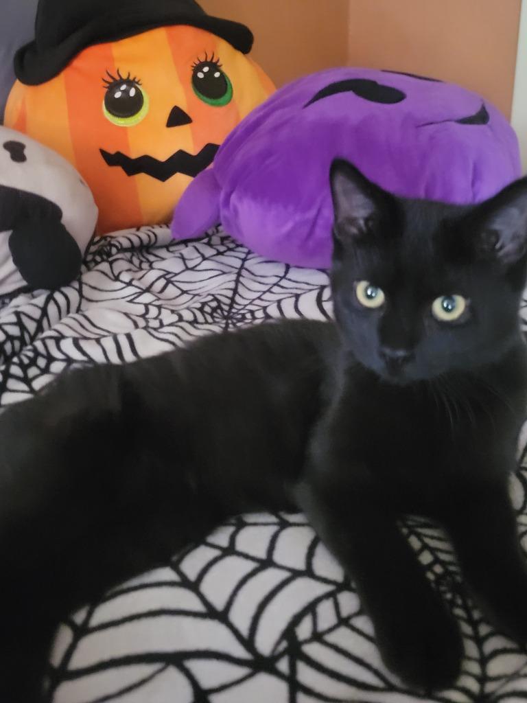 Pawzy Pawsborne, Adoptable, Young Female Domestic Short Hair.