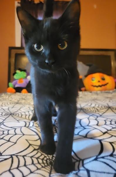 Enlarge Pawzy Pawsborne, a Adoptable mixed breed in Kettering, OH image 2/5