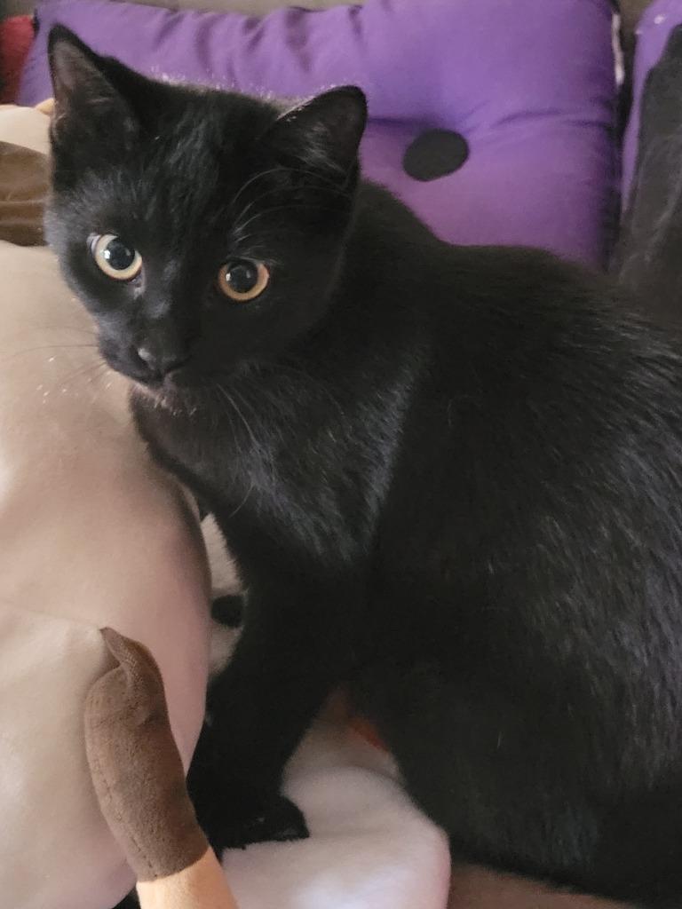 Enlarge Pawzy Pawsborne, a Adoptable mixed breed in Kettering, OH image 3/5