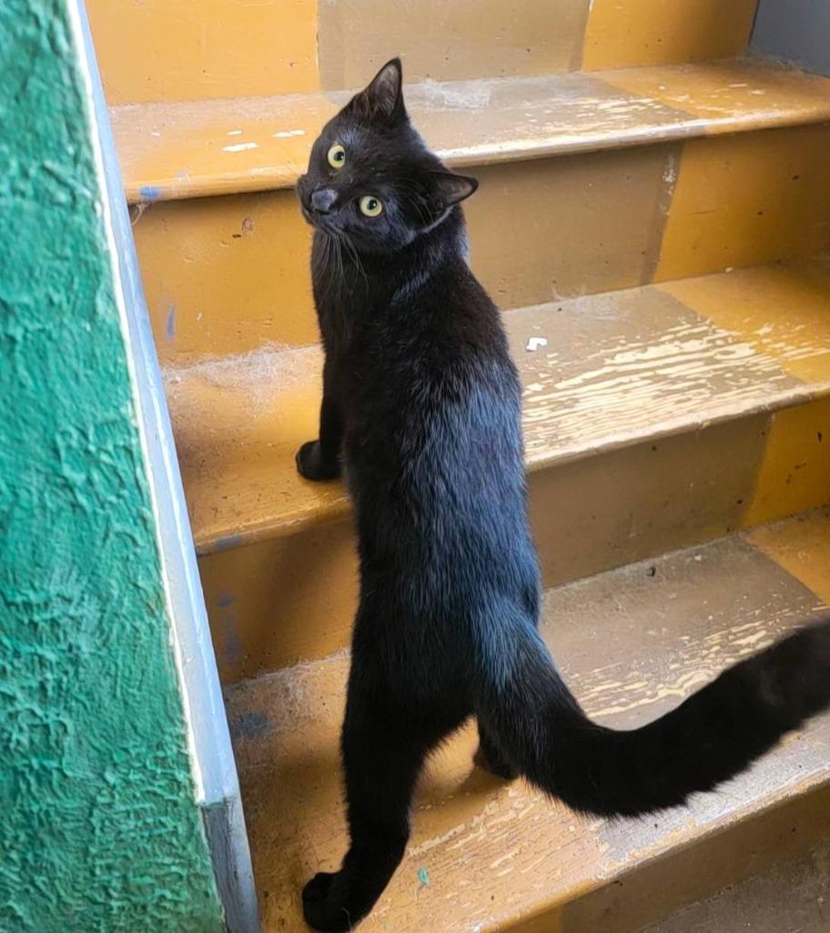 Enlarge Pawzy Pawsborne, a Adoptable mixed breed in Kettering, OH image 4/5