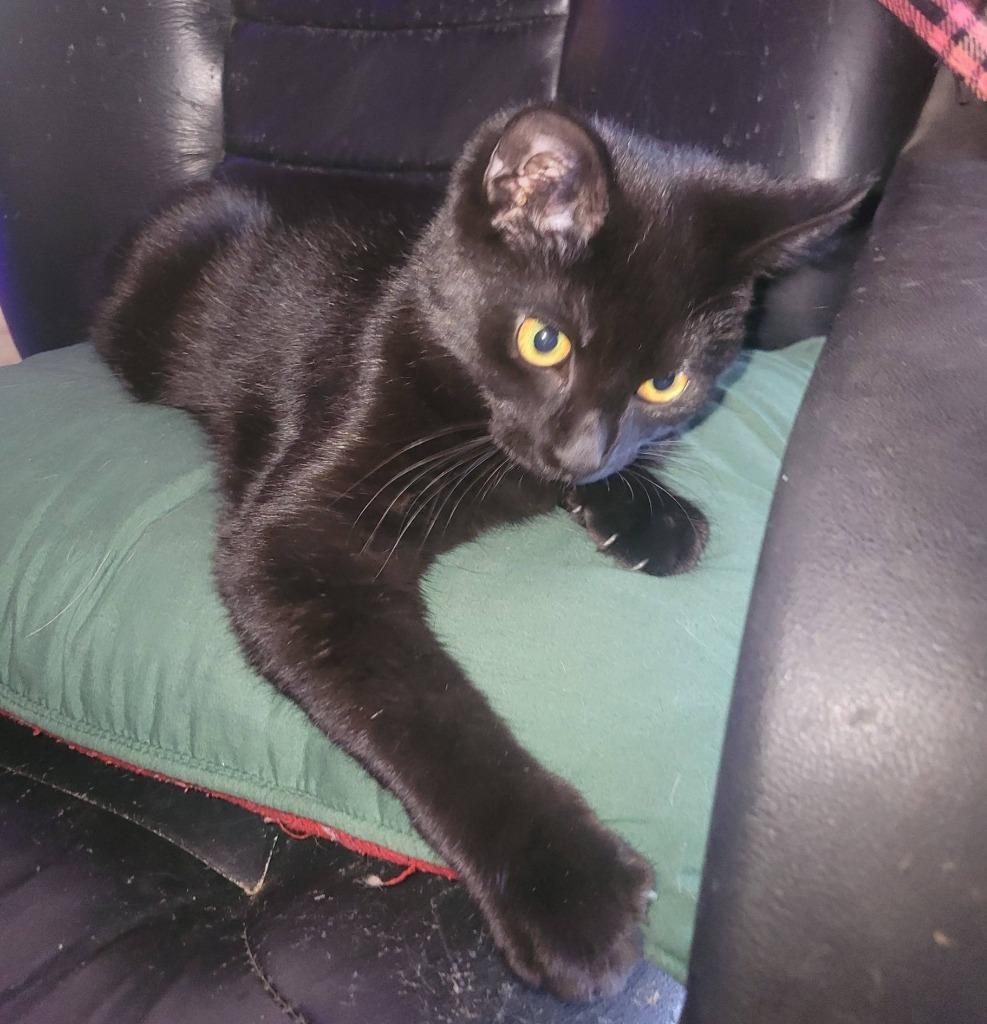 Enlarge Pawzy Pawsborne, a Adoptable mixed breed in Kettering, OH image 5/5