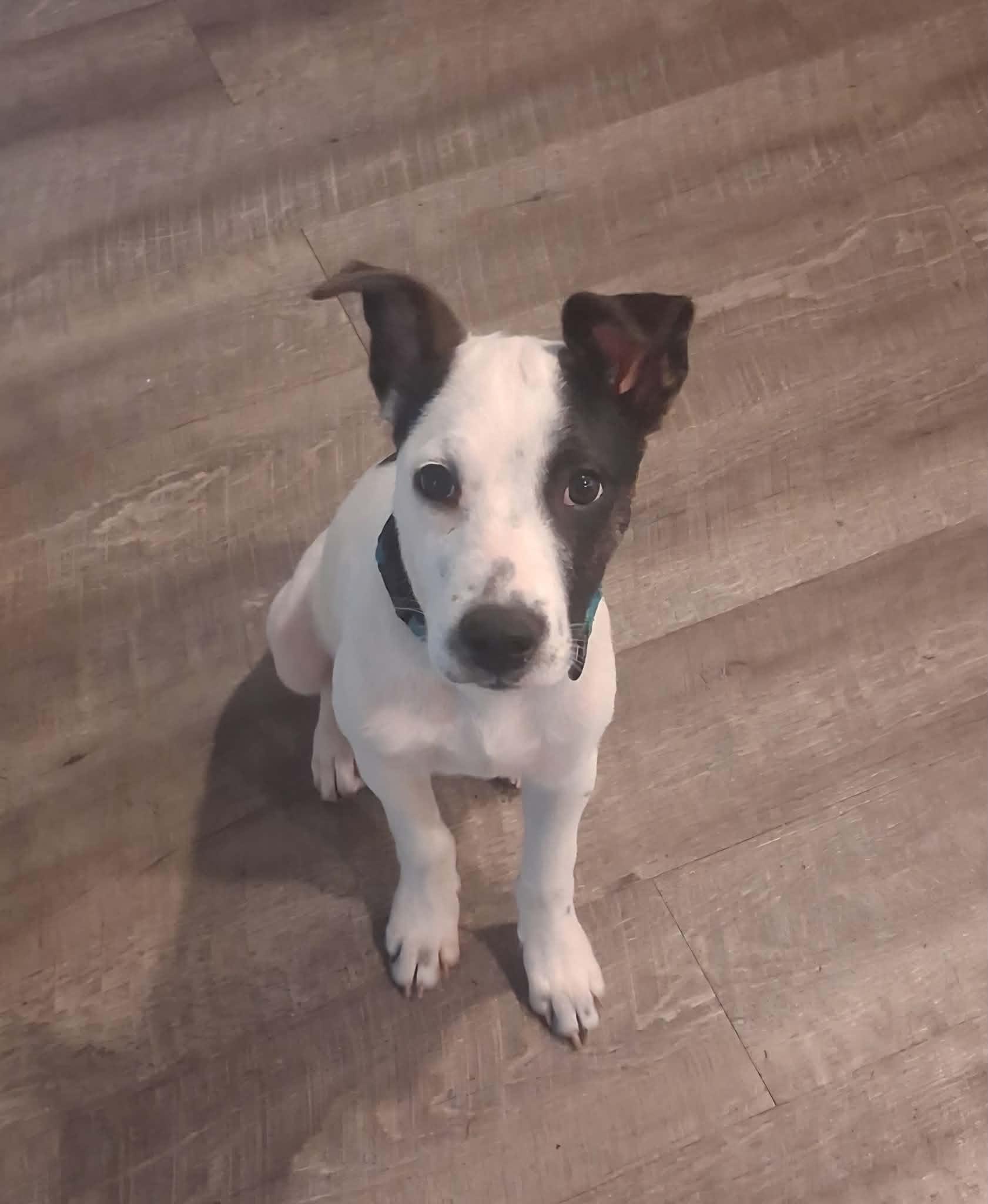 Enlarge Eddie, a Adoptable mixed breed in South Elgin, IL image 1/4