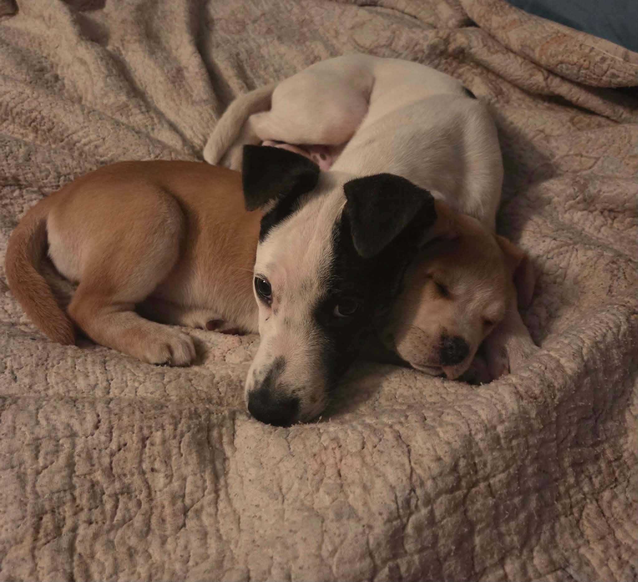 Enlarge Eddie, a Adoptable mixed breed in South Elgin, IL image 2/4