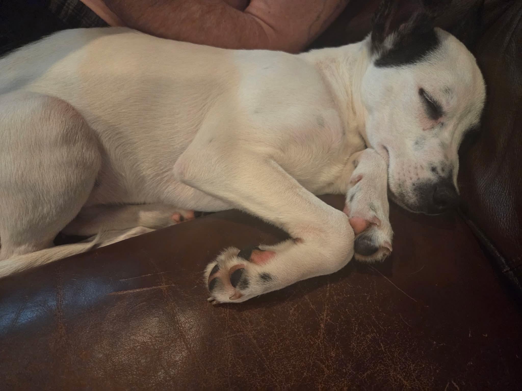 Enlarge Eddie, a Adoptable mixed breed in South Elgin, IL image 3/4