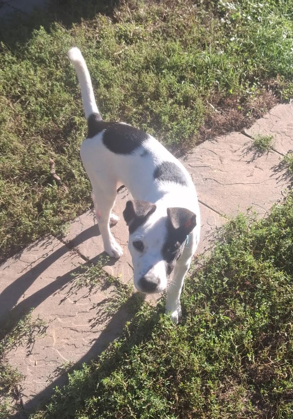 Enlarge Eddie, a Adoptable mixed breed in South Elgin, IL image 4/4