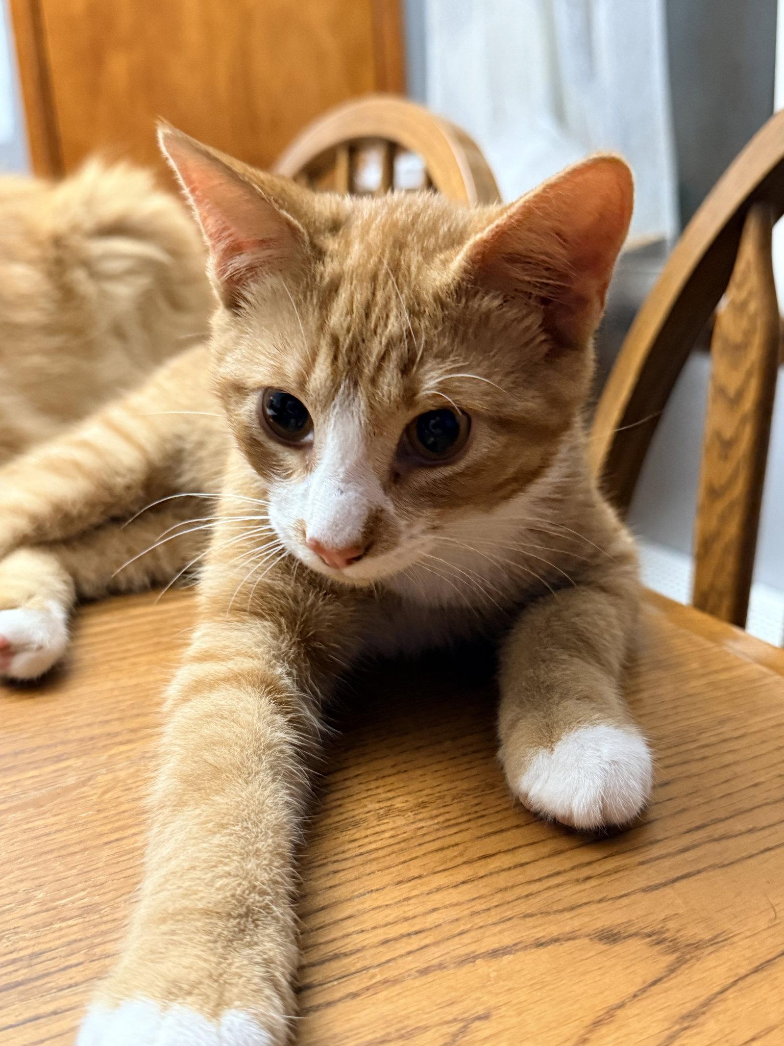 Dobby, Adoptable, Kitten Male Domestic Short Hair.