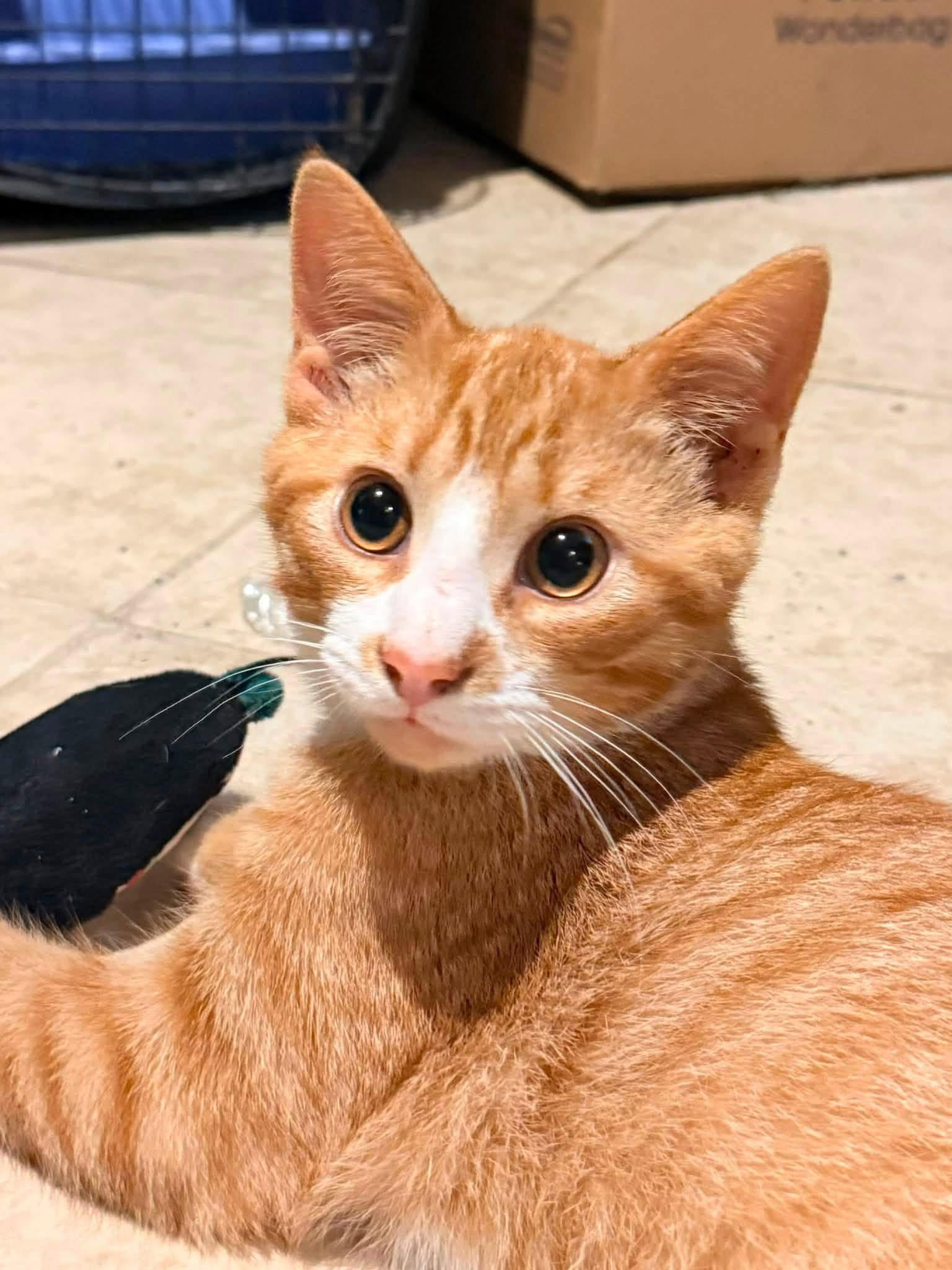 Dobby, a Adopted Domestic Short Hair in Forest Hill, MD image 3/3