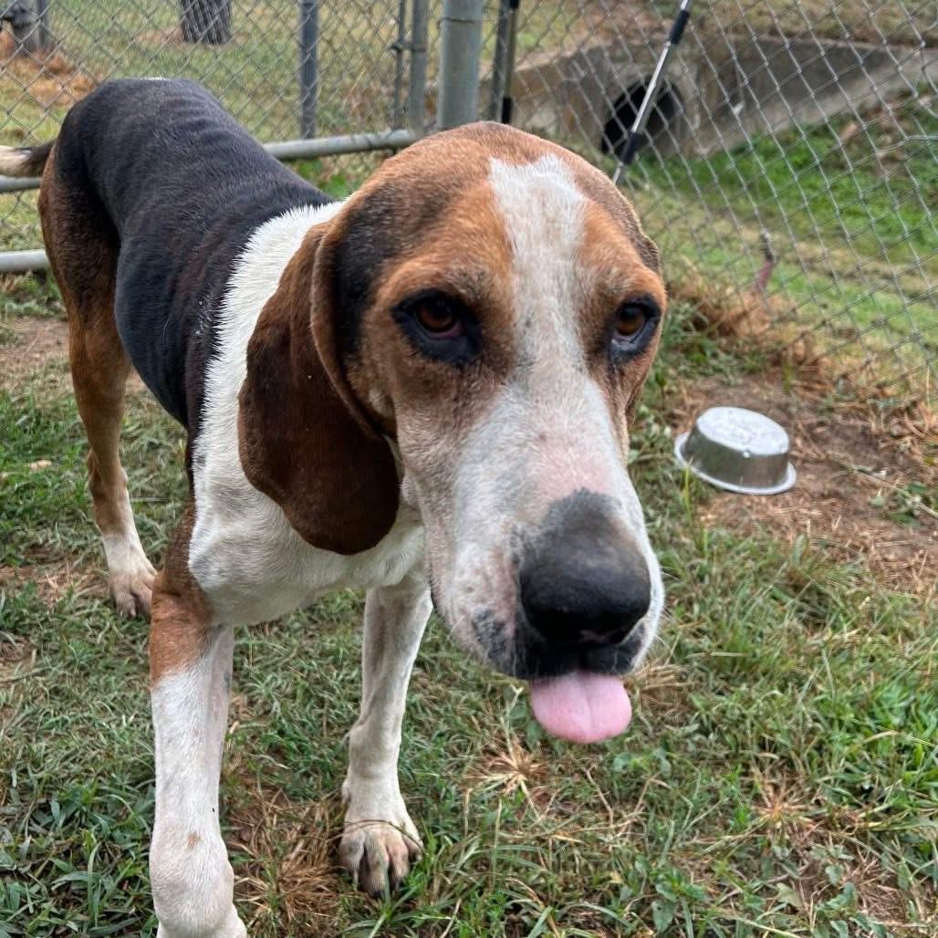 Foster HAROLD!