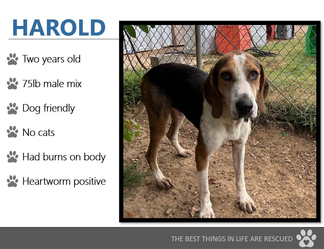 Foster HAROLD!