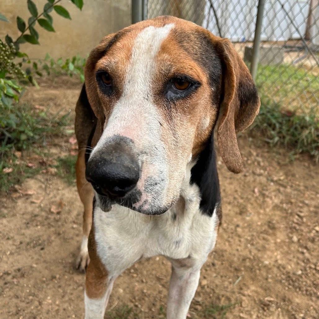Foster HAROLD!