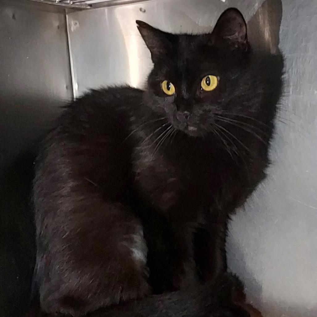Enlarge Madame Violet, a Adoptable Domestic Short Hair in Dayton, OH image 1/1