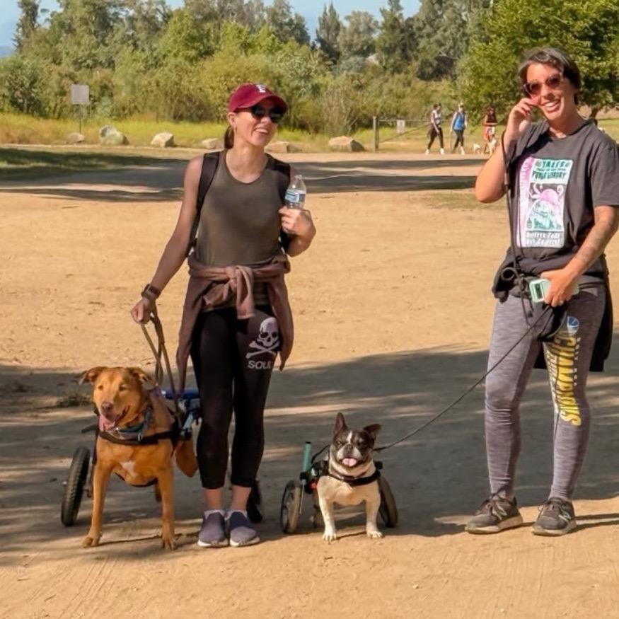 Polly Pocket, a Adoptable French Bulldog in Sonoma, CA image 1/6