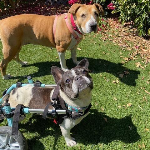 Polly Pocket, a Adoptable French Bulldog in Sonoma, CA image 2/6