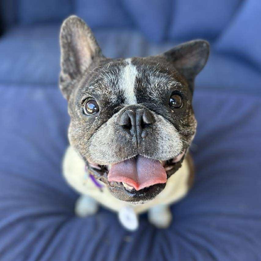 Polly Pocket, a Adoptable French Bulldog in Sonoma, CA image 6/6