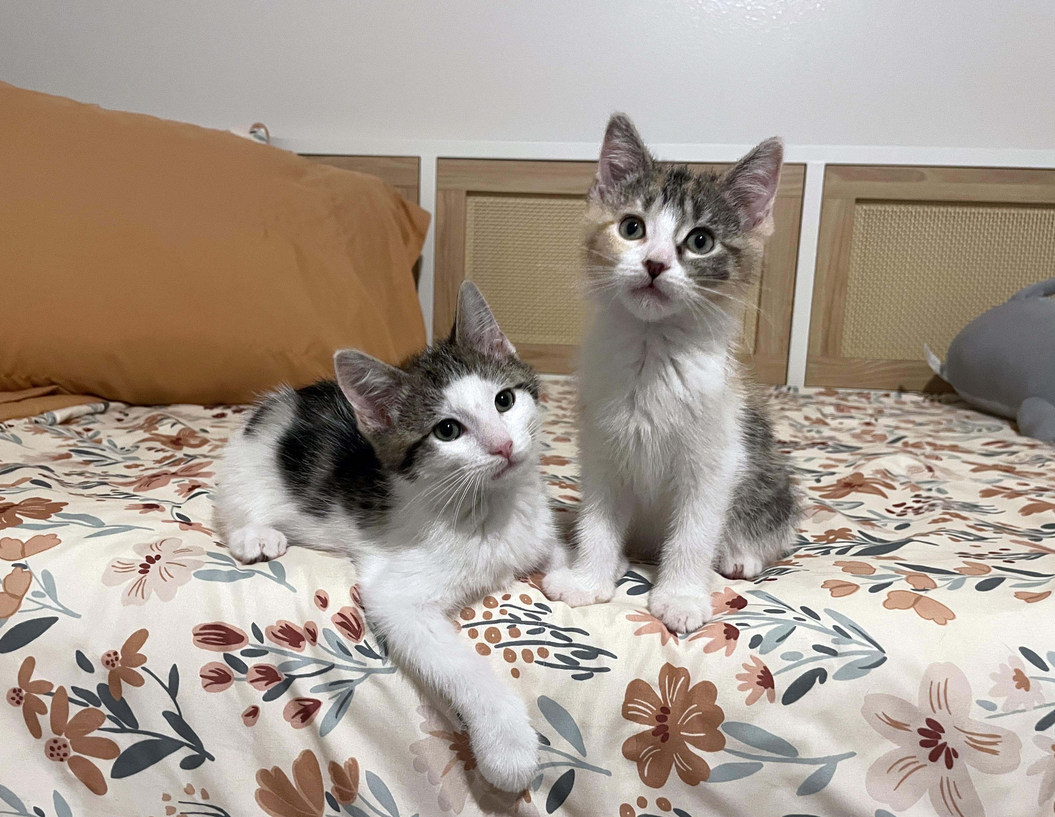 Enlarge Gidget, a ADOPTABLE Domestic Short Hair in Centerville, UT image 2/6