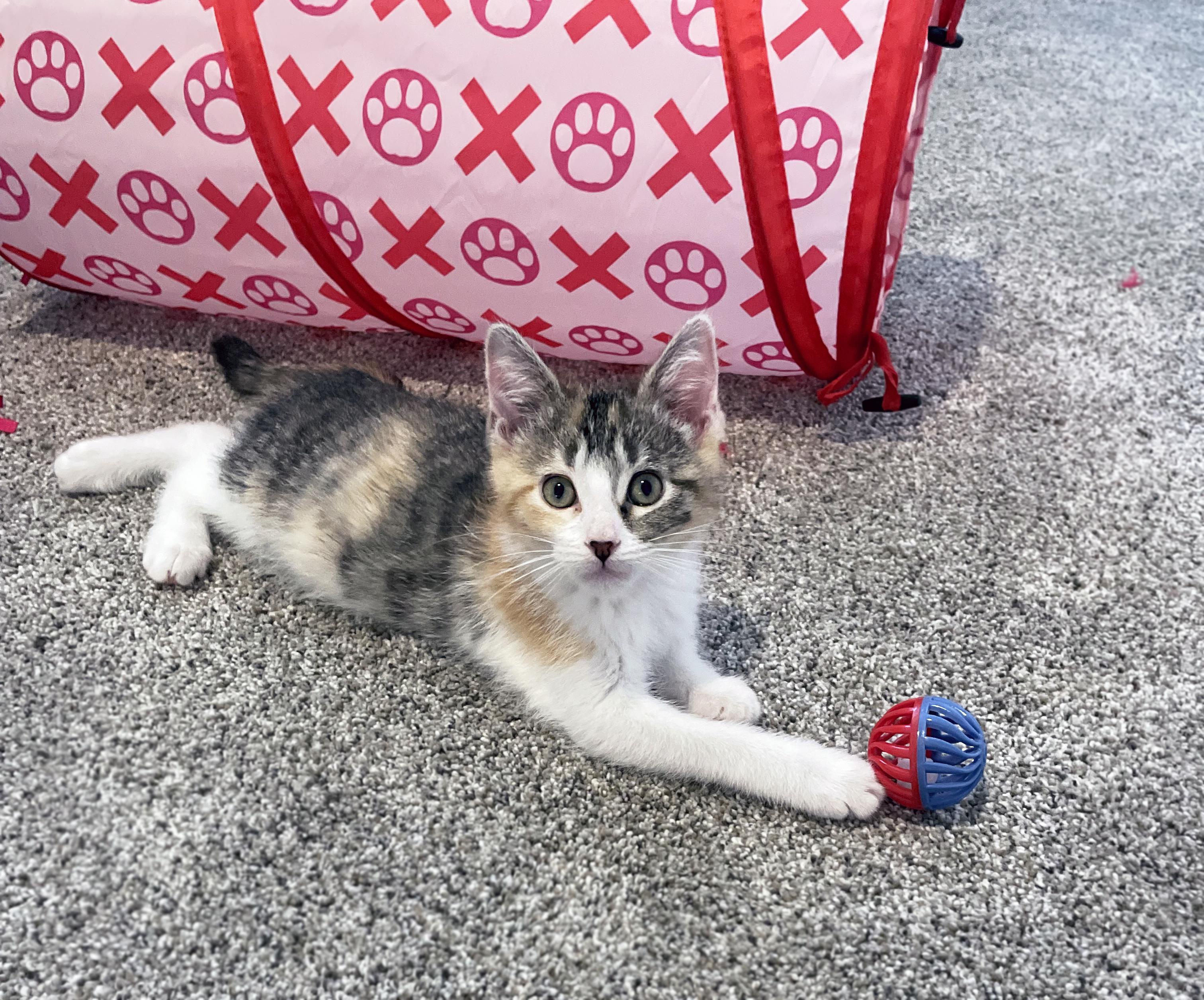 Enlarge Gidget, a ADOPTABLE Domestic Short Hair in Centerville, UT image 4/6