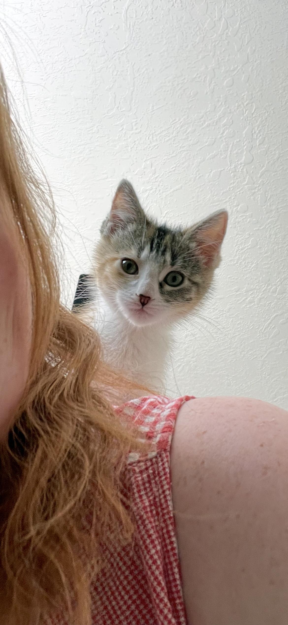 Enlarge Gidget, a ADOPTABLE Domestic Short Hair in Centerville, UT image 6/6