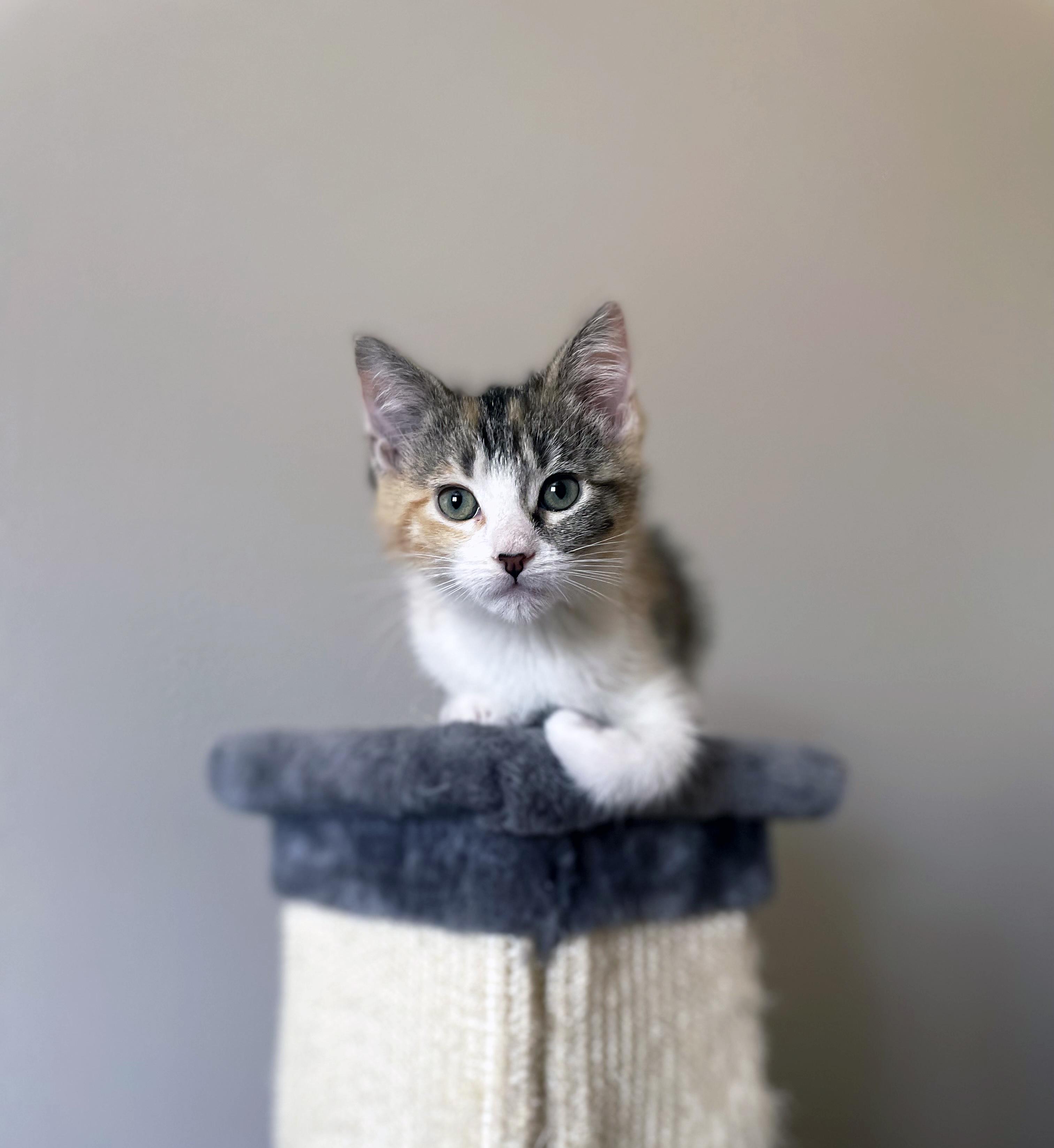 Enlarge Gidget, a ADOPTABLE Domestic Short Hair in Centerville, UT image 3/6
