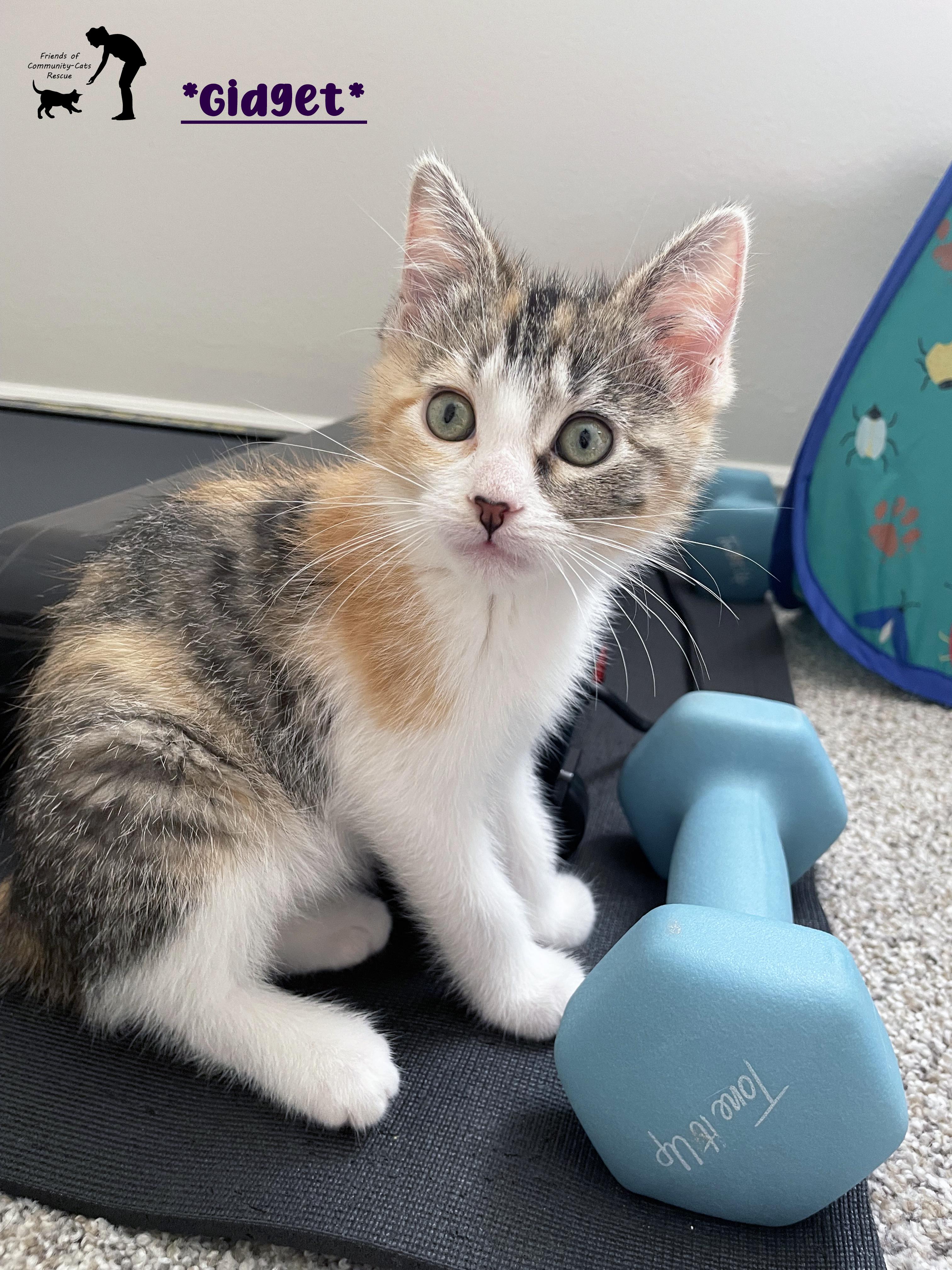 Enlarge Gidget, a ADOPTABLE Domestic Short Hair in Centerville, UT image 1/6