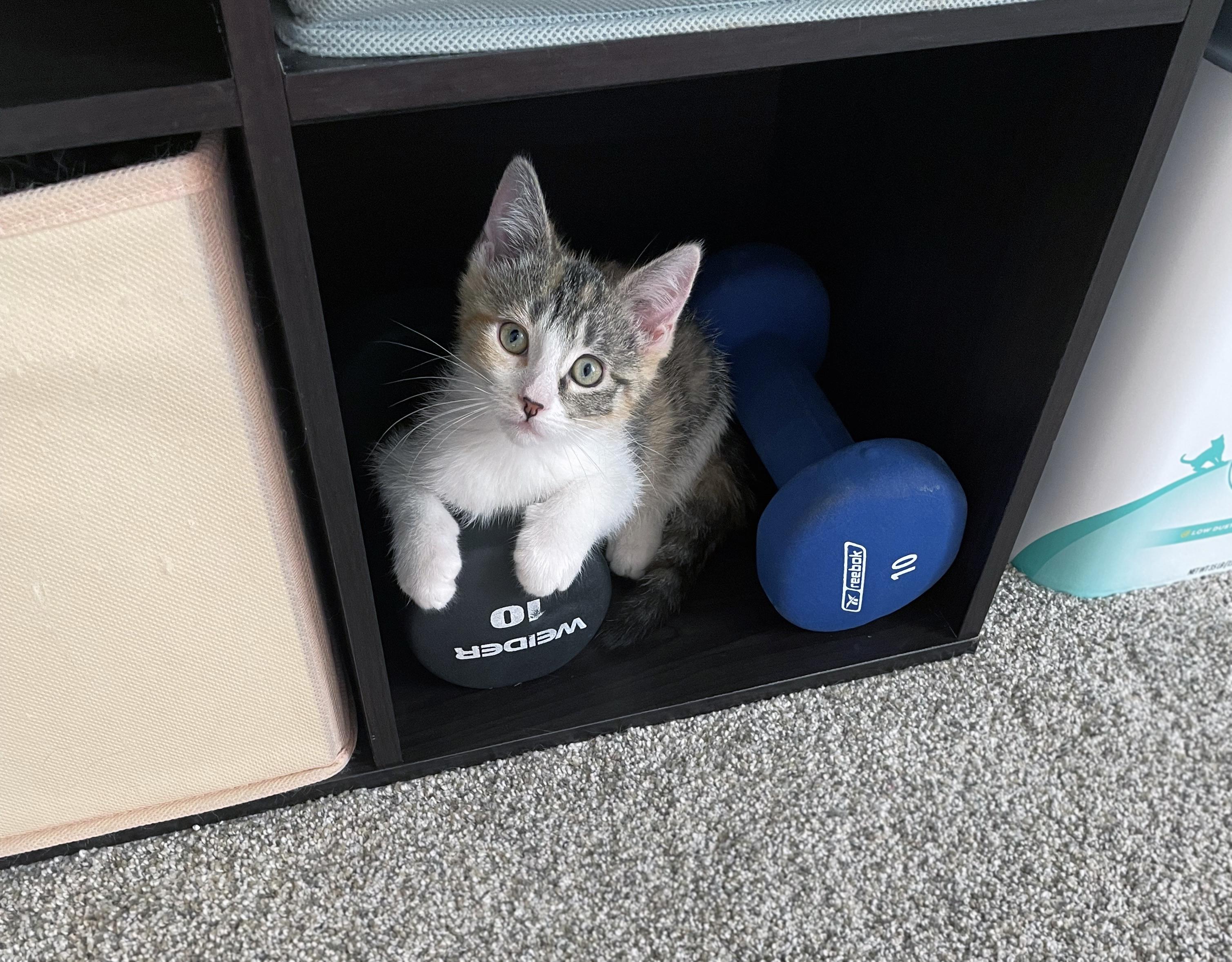 Enlarge Gidget, a ADOPTABLE Domestic Short Hair in Centerville, UT image 5/6