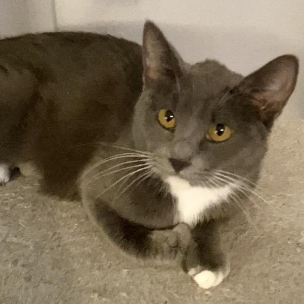 Pandora, ADOPTABLE, Adult Female Domestic Short Hair.