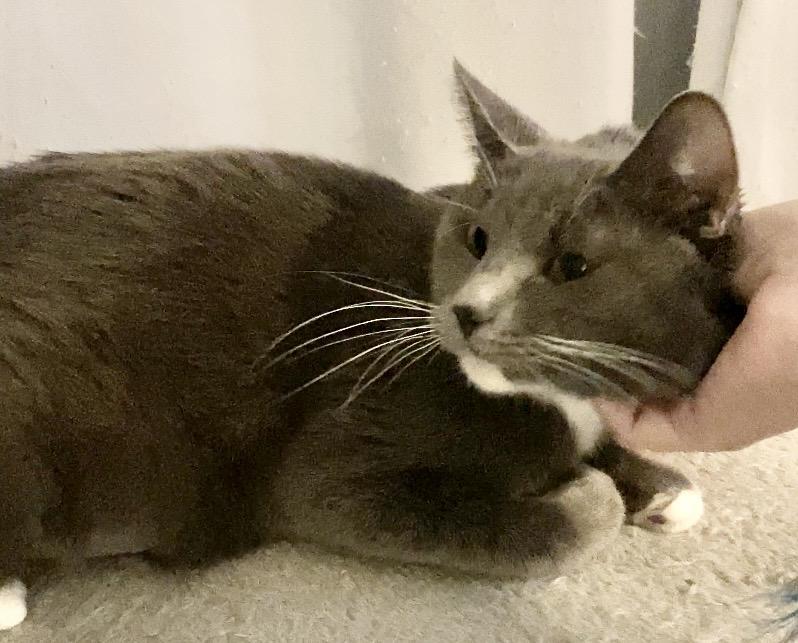 Enlarge Pandora, a ADOPTABLE Domestic Short Hair in Liverpool, NY image 5/6