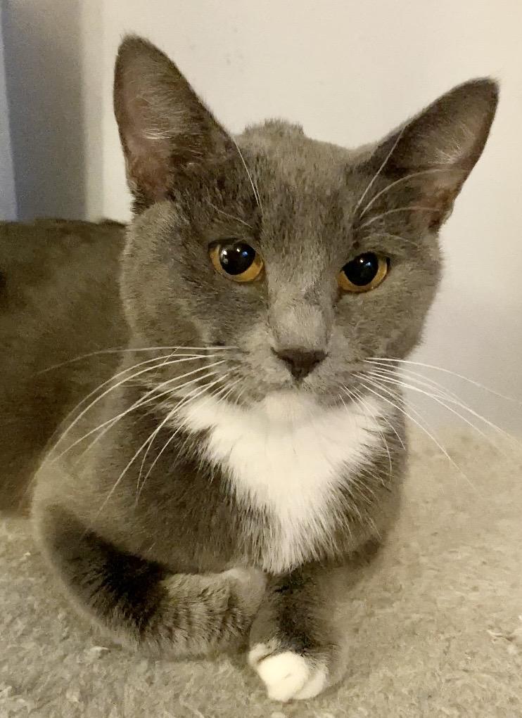 Enlarge Pandora, a ADOPTABLE Domestic Short Hair in Liverpool, NY image 3/6